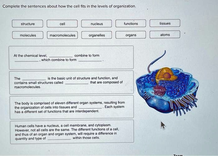 Complete the sentences about how the cell fits in the levels of ...