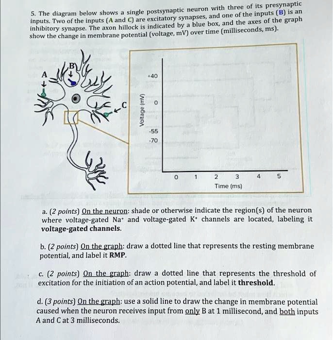 5. The diagram below shows a single postsynaptic neuron with three of ...