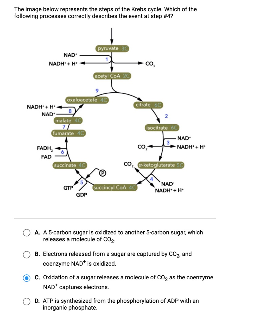 The image below represents the steps of the Krebs cycle. Which of the following processes correctly describes the event at step #4?

pyruvate 3C
NAD+
NADH + H+
1
CO2
acetyl CoA 2C
9
oxaloacetate 4C
citrate 6C
NADH + H+
NAD+
8
2
malate 4C
isocitrate 6C
7
fumarate 4C
NAD+
3
CO2
NADH + H+
FADH2
FAD
6
CO2 a-ketoglutarate 5C
succinate 4C
P
4
5
NAD+
NADH + H+
GTP
succinyl CoA 4C
GDP

A. A 5-carbon sugar is oxidized to another 5-carbon sugar, which releases a molecule of CO2.
B. Electrons released from a sugar are captured by CO2, and coenzyme NAD+ is oxidized.
C. Oxidation of a sugar releases a molecule of CO2 as the coenzyme NAD+ captures electrons.
D. ATP is synthesized from the phosphorylation of ADP with an inorganic phosphate.