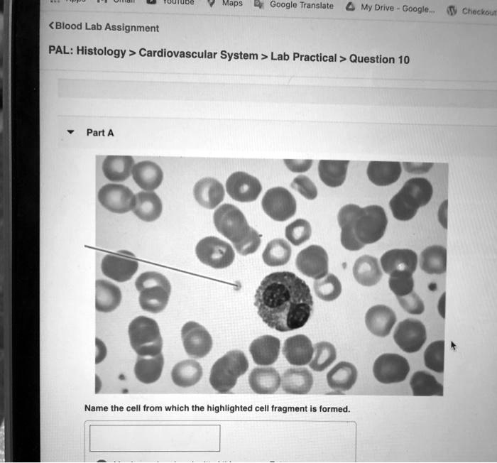 I want the answer.
Screw
Google Translate My Drive-Google. Chocoku
<Blood Lab Assignment
PAL: Histology> Cardiovascular System> Lab Practical> Question 10
Part A
80
Name the cell from which the highlighted cell fragment is formed.