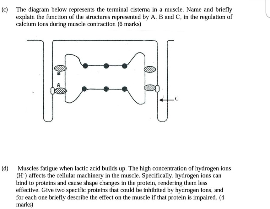 SOLVED: (c) The diagram below represents the terminal cisterna in a ...