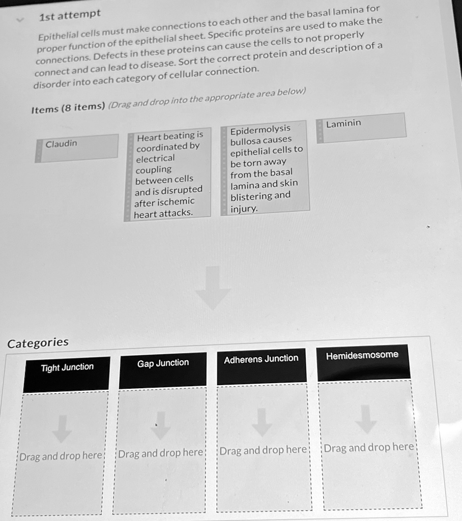 SOLVED Epithelial cells must make connections to each other and the