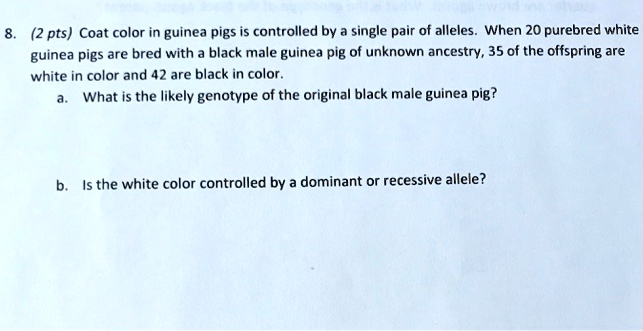 8. (2 pts) Coat color in guinea pigs is controlled by a single pair of alleles. When 20 purebred white
guinea pigs are bred with a black male guinea pig of unknown ancestry, 35 of the offspring are
white in color and 42 are black in color.
a. What is the likely genotype of the original black male guinea pig?
b. Is the white color controlled by a dominant or recessive allele?
