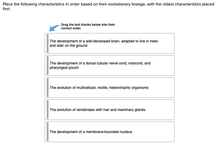 Place the following characteristics in order based on their evolutionary lineage, with the oldest characteristics placed first.

The development of a well-developed brain, adapted to live in trees and later on the ground

The development of a dorsal tubular nerve cord, notochord, and pharyngeal pouch

The evolution of multicellular, motile, heterotrophic organisms

The evolution of vertebrates with hair and mammary glands

The development of a membrane-bounded nucleus