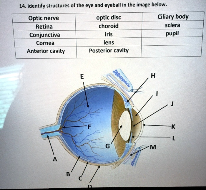 VIDEO solution: Identify structures of the eye and eyeball in the image ...