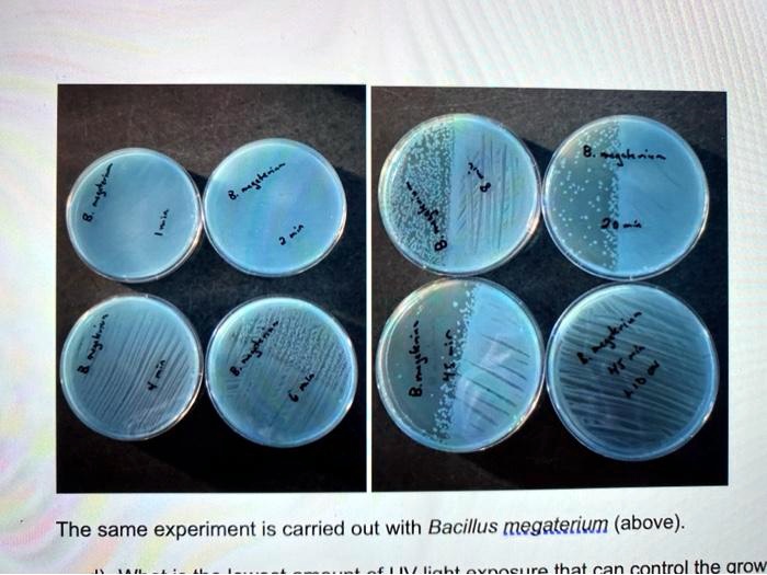 [GET ANSWER] 847 a the same experiment is carried out with bacillus ...