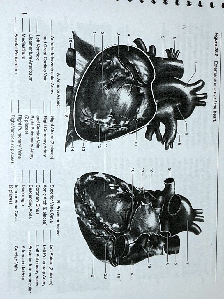 Figure 28.2 External anatomy of the heart. 3 2 8 9 56 10 19 17 10 18 ...