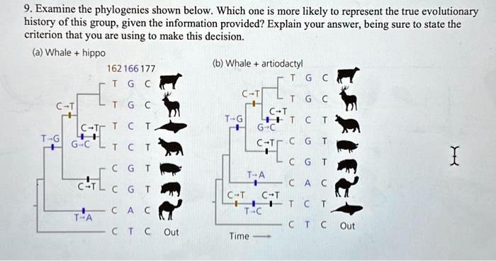 9. Examine the phylogenies shown below. Which one is more likely to represent the true evolutionary
history of this group, given the information provided? Explain your answer, being sure to state the
criterion that you are using to make this decision.
(a) Whale + hippo
162 166 177
T G C
C→T
T G C
T→G
C→T
T C T
G→C
T C T
C G T
C→T
C G T
T→A
C A C
C T C Out
(b) Whale + artiodactyl
T G C
C→T
T G C
T→G
C→T
T C T
G→C
C→T
C G T
C G T
T→A
C A C
C→T
T C T
T→C
C T C Out
Time→