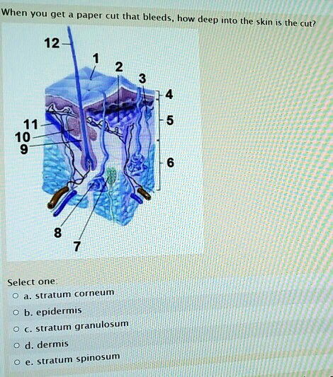 When you get a paper cut that bleeds, how deep into the skin is the cut?
12
1
2
3
4
11
5
10
9
6
8
7
Select one:
a. stratum corneum
b. epidermis
c. stratum granulosum
d. dermis
e. stratum spinosum