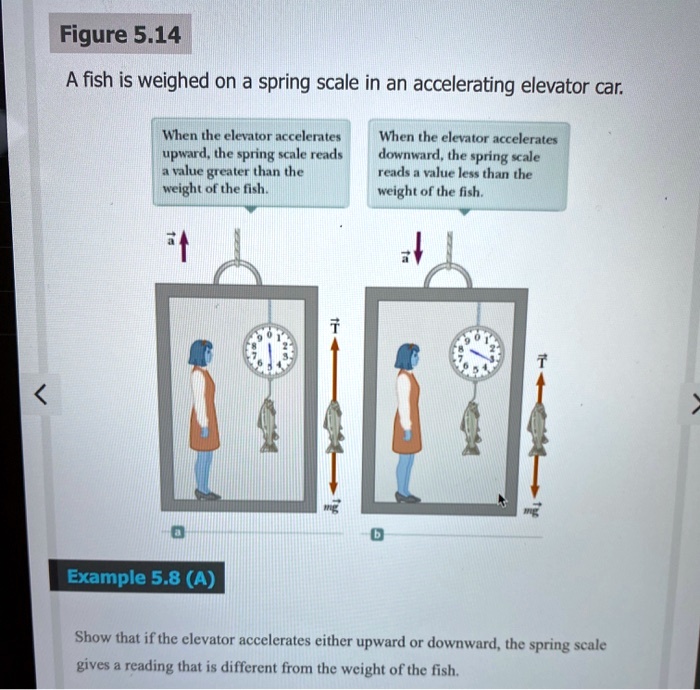 SOLVED Figure 5.14 A fish is weighed on a spring scale in an