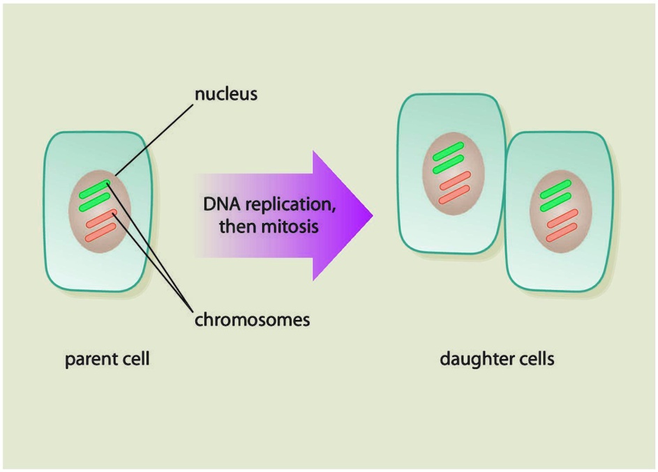 SOLVED: 'Which type of cell is shown in the figure? A: Triploid cell B ...