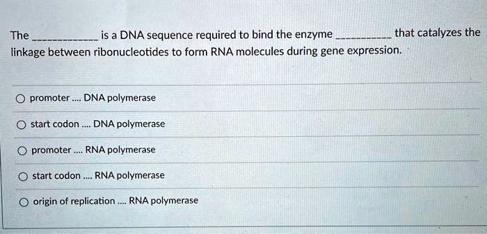 The  is a DNA sequence required to bind the enzyme  that catalyzes the linkage between ribonucleotides to form RNA molecules during gene expression.

promoter .... DNA polymerase
start codon .... DNA polymerase
promoter .... RNA polymerase
start codon .... RNA polymerase
origin of replication .... RNA polymerase