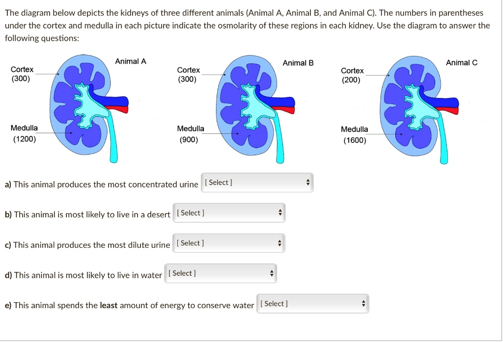 SOLVED The diagram below depicts the kidneys of three different