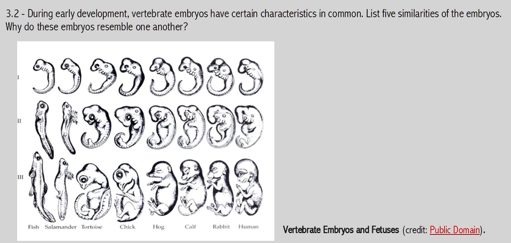 similarities in the early development of vertebrate embryos
