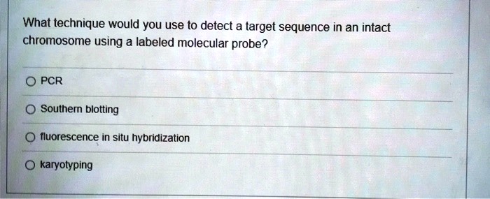 What technique would you use to detect a target sequence in an intact chromosome using a labeled molecular probe?

PCR
Southern blotting
fluorescence in situ hybridization
karyotyping