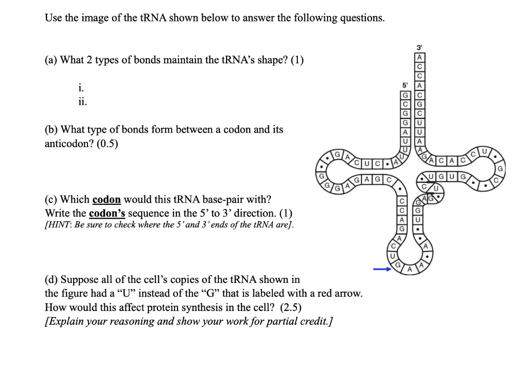 Use the image of the tRNA shown below to answer the following questions.

(a) What 2 types of bonds maintain the tRNA's shape? (1)

i.
ii.

(b) What type of bonds form between a codon and its anticodon? (0.5)

(c) Which codon would this tRNA base-pair with?
Write the codon's sequence in the 5' to 3' direction. (1)
[HINT: Be sure to check where the 5' and 3' ends of the tRNA are].

(d) Suppose all of the cell's copies of the tRNA shown in the figure had a "U" instead of the "G" that is labeled with a red arrow.
How would this affect protein synthesis in the cell? (2.5)
[Explain your reasoning and show your work for partial credit.]