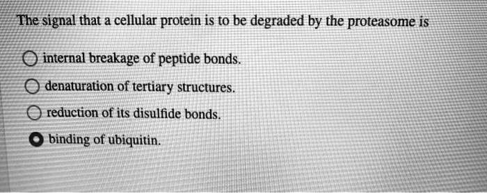 The signal that a cellular protein is to be degraded by the proteasome is
internal breakage of peptide bonds.
denaturation of tertiary structures.
reduction of its disulfide bonds.
binding of ubiquitin.