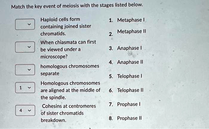 Match the key event of meiosis with the stages listed...