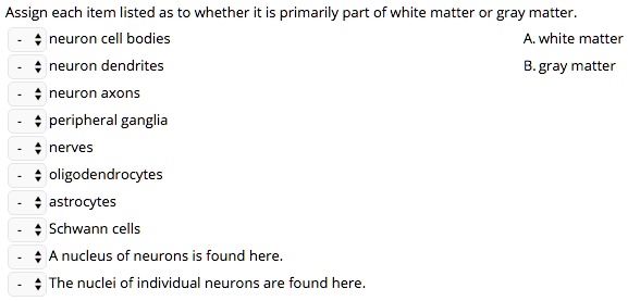 Assign each item listed as to whether it is primarily part of white matter or gray matter.
neuron cell bodies
neuron dendrites
neuron axons
peripheral ganglia
nerves
oligodendrocytes
astrocytes
Schwann cells
A nucleus of neurons is found here.
The nuclei of individual neurons are found here.
A. white matter
B. gray matter