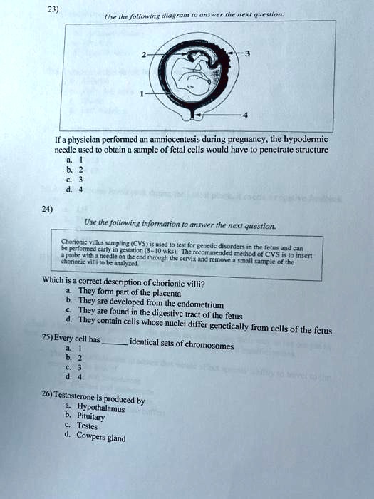 23) Use the following diagram to answer the next question. If a physician performed an amniocentesis during pregnancy, the hypodermic needle used to obtain a sample of fetal cells would have to penetrate structure a. 1 b. 2 c. 3 d. 4 24) Use the following information to answer the next question. Chorionic villus sampling (CVS) is used to test for genetic disorders in the fetus and can be performed early in gestation (8-10 wks). The recommended method of CVS is to insert a probe with a needle on the end through the cervix and remove a small sample of the chorionic villi to be analyzed. Which is a correct description of chorionic villi? a. They form part of the placenta b. They are developed from the endometrium c. They are found in the digestive tract of the fetus d. They contain cells whose nuclei differ genetically from cells of the fetus 25) Every cell has  identical sets of chromosomes a. 1 b. 2 c. 3 d. 4 26) Testosterone is produced by a. Hypothalamus b. Pituitary c. Testes d. Cowpers gland