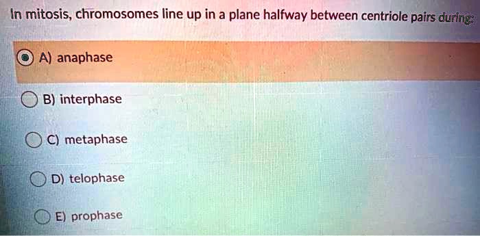 In mitosis, chromosomes line up in a plane halfway between centriole pairs during:
A) anaphase
B) interphase
C) metaphase
D) telophase
E) prophase