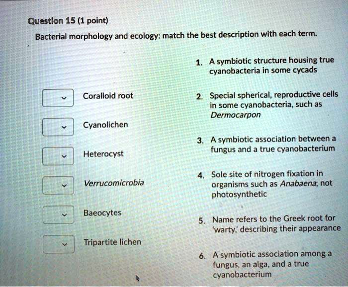 SOLVED Question 15 (1 point) Bacterial morphology and ecology match the best description with
