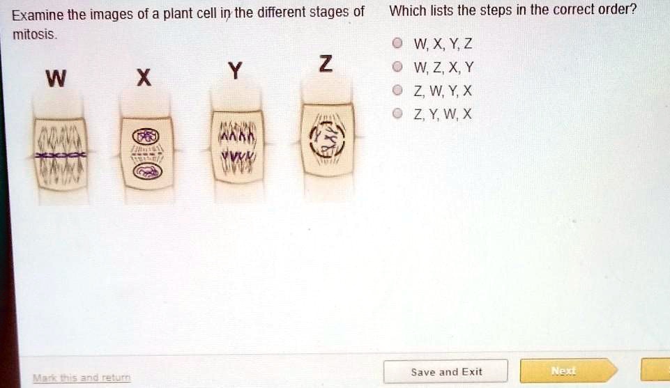 SOLVED: 'examine the images of a plant cell in different stages of ...