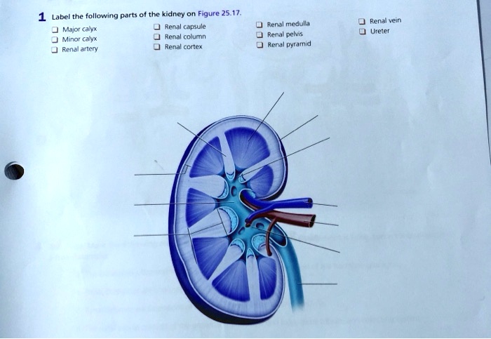 Label the following parts of the kidney on Figure 25.17: Major calyx ...