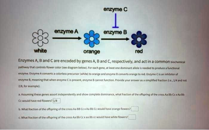 SOLVED: Enzymes A, B, And C Are Encoded By Genes A, B, And C ...