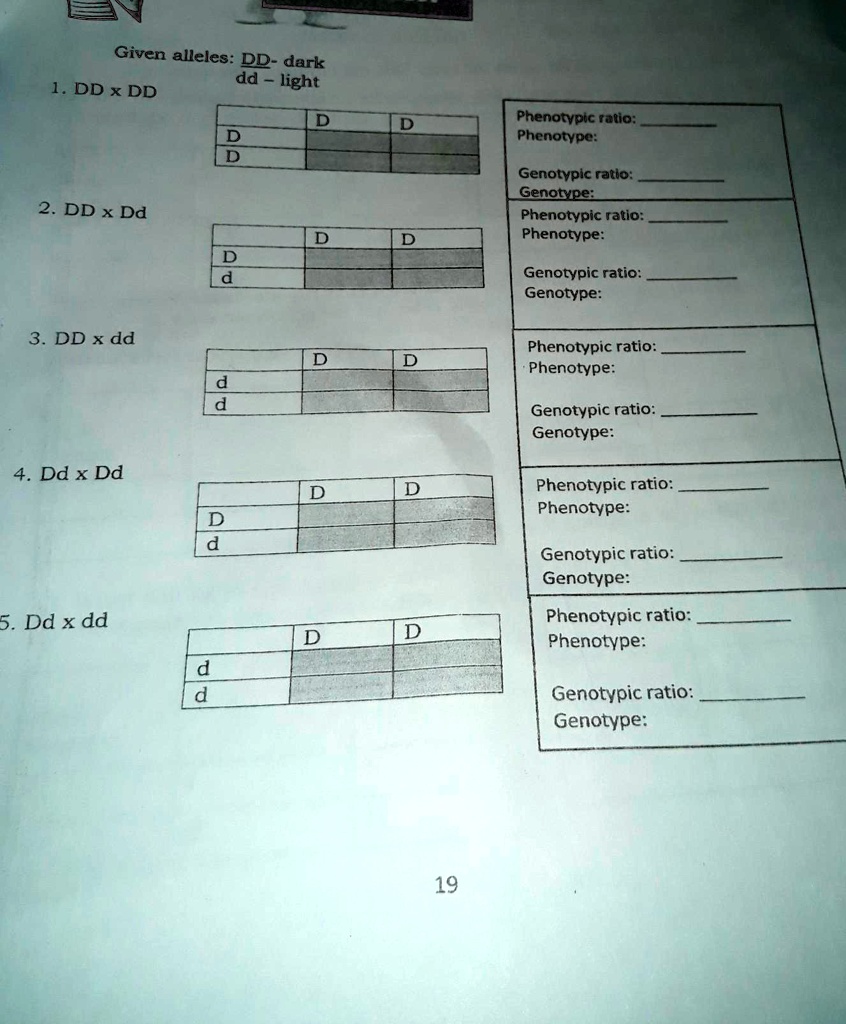Given alleles: DD- dark
dd - light

1. DD x DD
Phenotypic ratio: 
Phenotype: 
Genotypic ratio: 
Genotype: 

2. DD x Dd
Phenotypic ratio: 
Phenotype: 
Genotypic ratio: 
Genotype: 

3. DD x dd
Phenotypic ratio: 
Phenotype: 
Genotypic ratio: 
Genotype: 

4. Dd x Dd
Phenotypic ratio: 
Phenotype: 
Genotypic ratio: 
Genotype: 

5. Dd x dd
Phenotypic ratio: 
Phenotype: 
Genotypic ratio: 
Genotype: