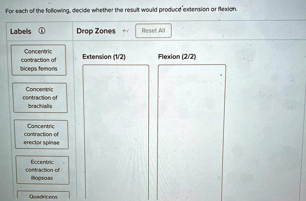 For each of the following, decide whether the result would produce extension or flexion.
Labels
Reset All
Drop Zones
Concentric
contraction of
Extension (1/2)
Flexion (2/2)
biceps femoris
Concentric
contraction of
brachialis
Concentric
contraction of
erector spinae
Eccentric
contraction of
Iliopsoas
Quadriceps