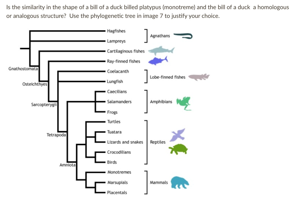 solved-is-the-similarity-in-the-shape-of-a-bill-of-a-duck-billed