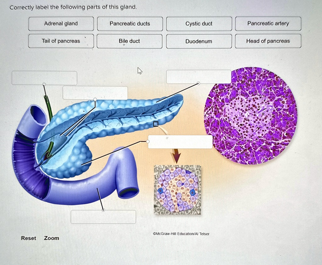 Correctly label the following parts of this gland. Adrenal gland