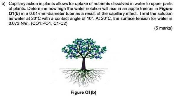 capillary action in plants animation