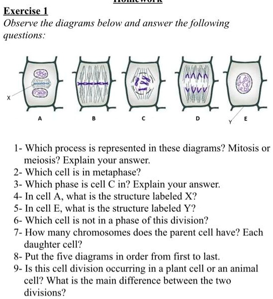 SOLVED: Exercise Observe the diagrams below and answer the following  questions: Mm Vvvi 1- Which process is represented in these diagrams' 2  Mitosis or meiosis? Explain your answer: 2- Which cell is