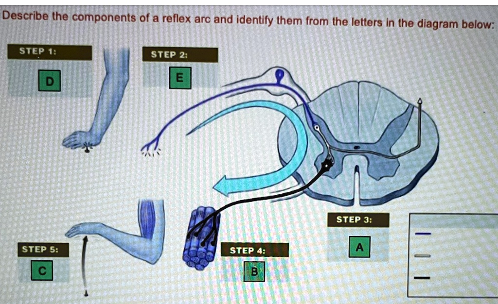 describe the components of a reflex arc and identify them from the ...