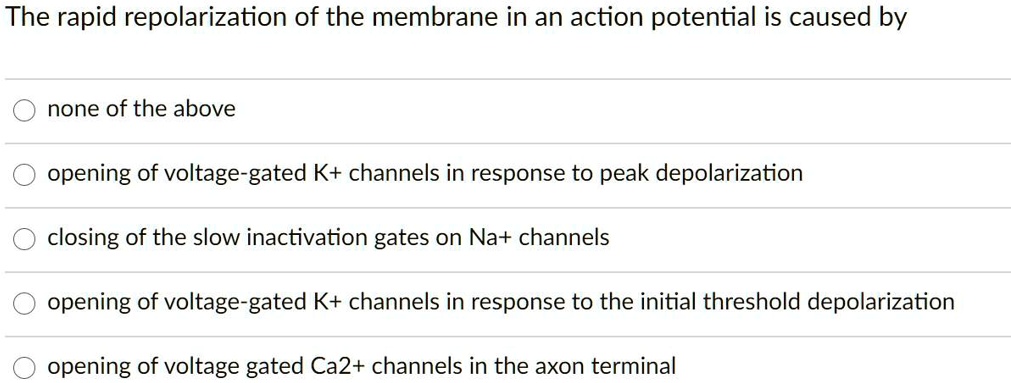 The rapid repolarization of the membrane in an action potential is caused by
none of the above
opening of voltage-gated K+ channels in response to peak depolarization
closing of the slow inactivation gates on Na+ channels
opening of voltage-gated K+ channels in response to the initial threshold depolarization
opening of voltage gated Ca2+ channels in the axon terminal