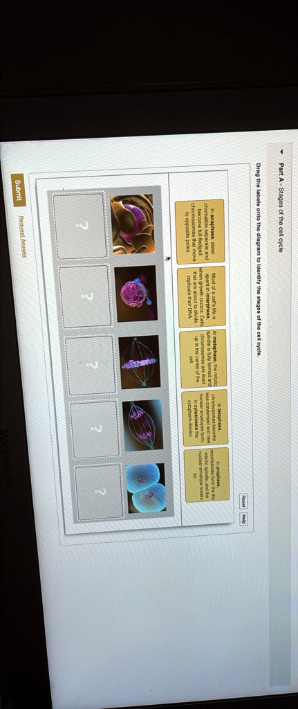 Part A - Stages of the cell cycle Drag the labels onto the diagram to ...