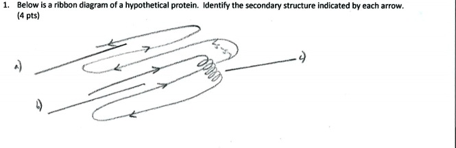 SOLVED:Below is ribbon diagram of a hypothetical protein. Identify the ...