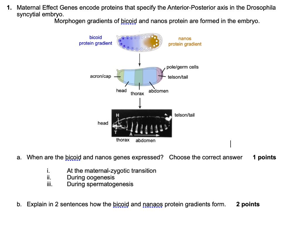 Maternal Effect Genes Encode Proteins That Specify The Anterior 