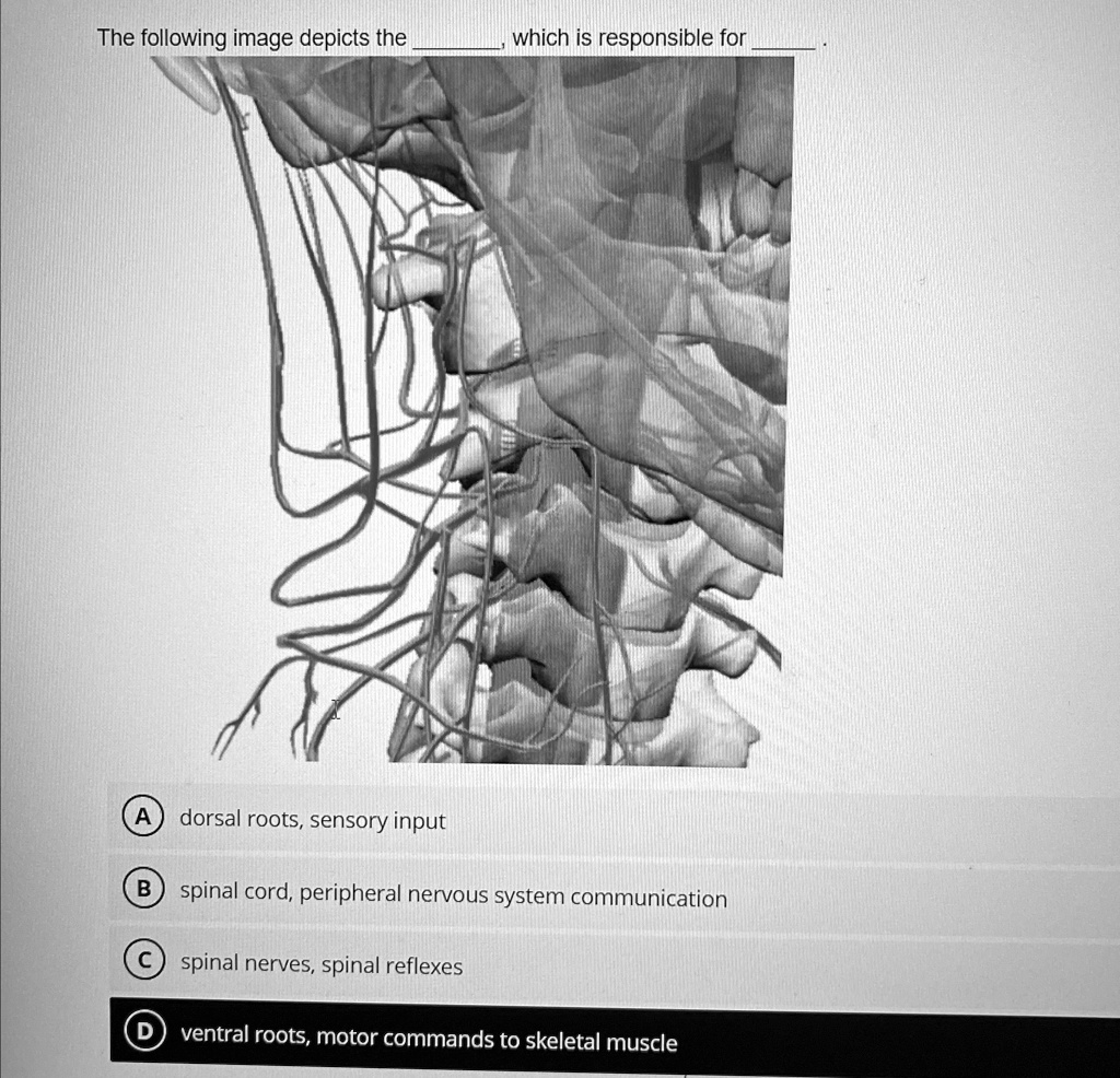 The following image depicts the q, , which is responsible for q, dorsal ...