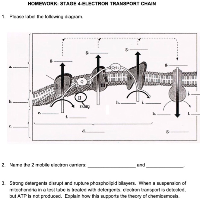 SOLVED HOMEWORK STAGE 4ELECTRON TRANSPORT CHAIN Please label tne