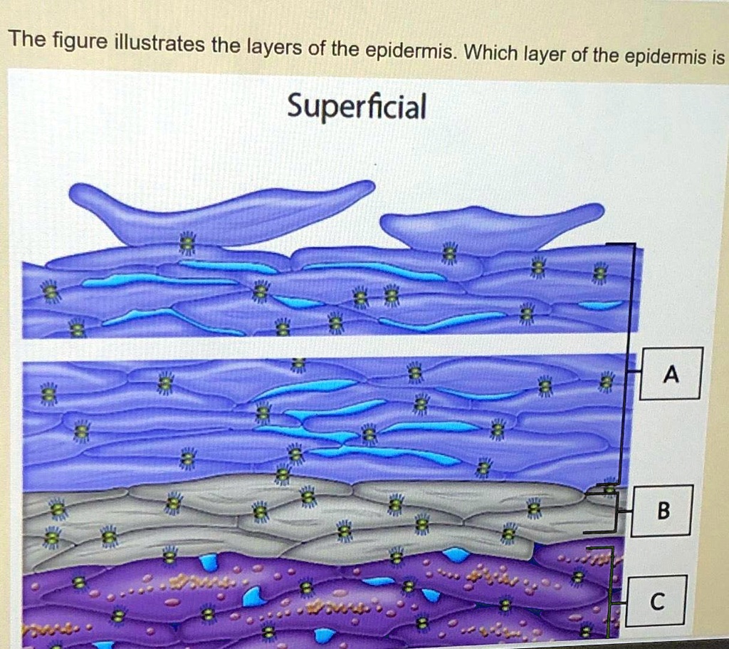 Solved The Figure Illustrates The Layers Of The Epidermis Which Layer