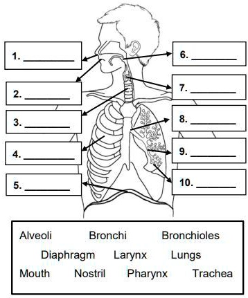 SOLVED: Label the parts of the respiratory system by using the list of ...