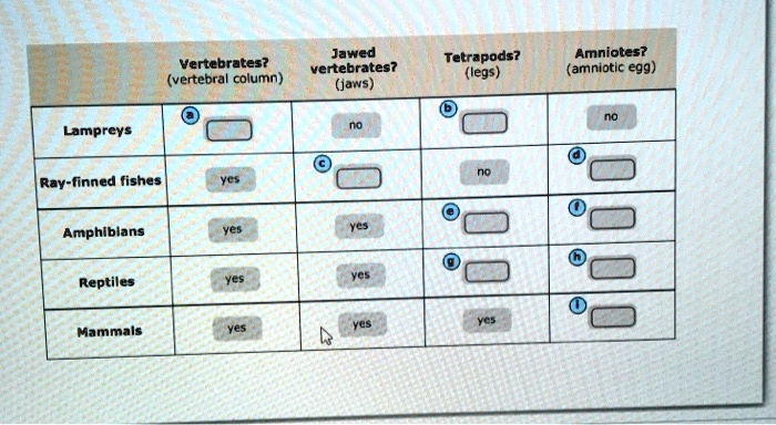 SOLVED: Vertebrates? (vertebral column) Tetrapods? (legs) Amniotes