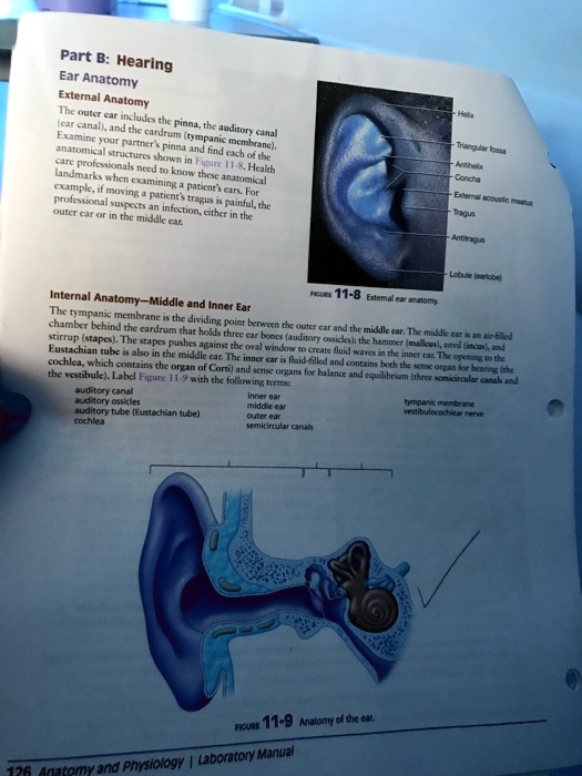 SOLVED Part B Hearing Ear Anatomy External Anatomy (ear canal) and