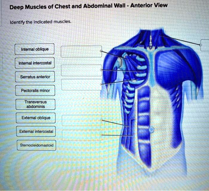 SOLVED: Deep Muscles Of Chest And Abdominal Wall -Anterior View ...