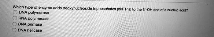 Which type of enzyme adds deoxynucleoside triphosphates (dNTP's) to the 3'-OH end of a nucleic acid?
DNA polymerase
RNA polymerase
DNA primase
DNA helicase