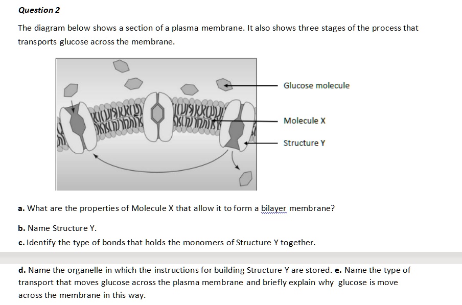 Question 2 The Diagram Below Shows A Section Of A Plasma Membrane It