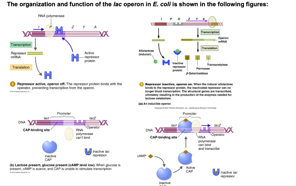 The organization and function of the lac operon in E. coli is shown in ...
